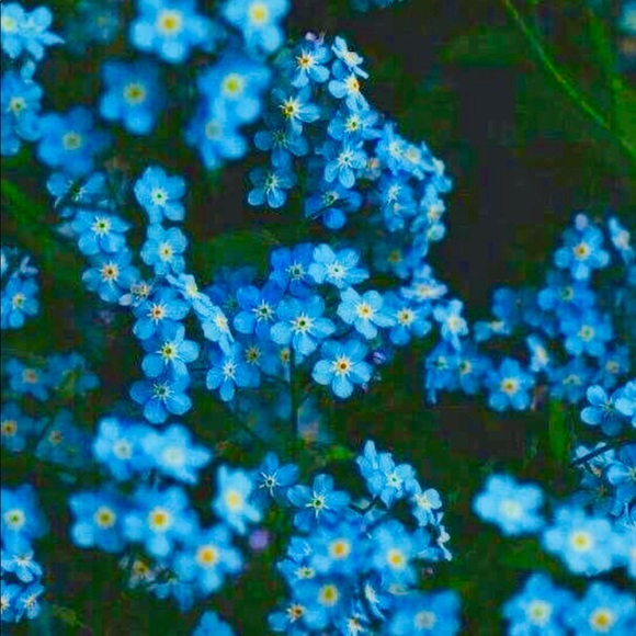 Meet your Posher, Emma - Picture 1 of 1